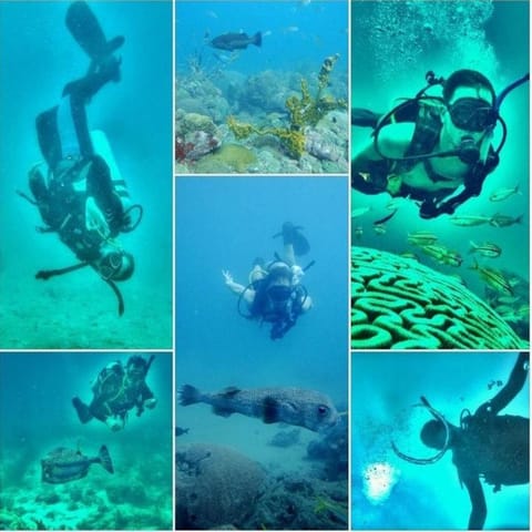 Natural landscape, Activities, Diving, Diving