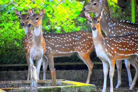 Water Garden Resort & Spa Resort in Dhaka Division, Bangladesh