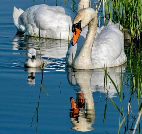 Whitstable serenity Apartment in City of Canterbury