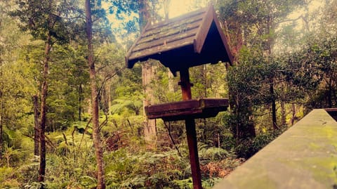 Woodlands rainforest retreat Villa in Narbethong