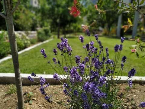 Off site, Day, Neighbourhood, Summer, Garden, Decorative detail, Garden view