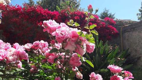 Patio, Garden