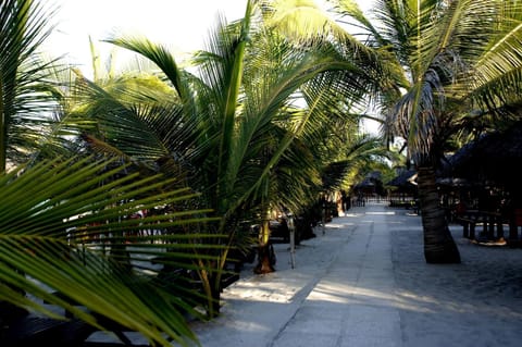 Garden, Beach