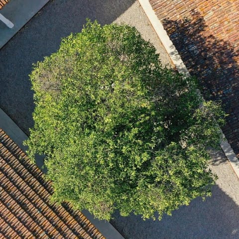 Day, Garden, Garden view