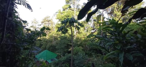 Cabaña De Montaña Con Jacuzzi Country House in Chiriquí Province