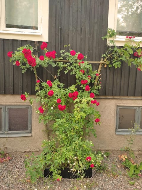 Facade/entrance, Garden