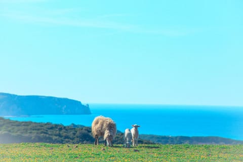 Agriturismo Il Ginepro Farm Stay in Sardinia