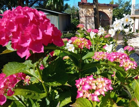 Day, Garden, Garden view