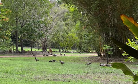 Quiet Rural Retreat Übernachtung mit Frühstück in Darwin