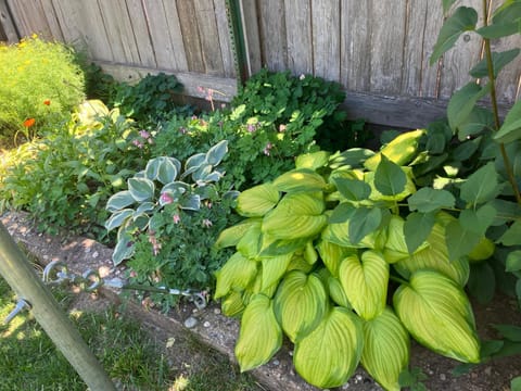 Garden view