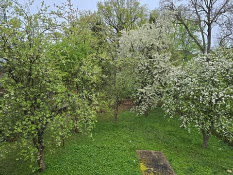 Natural landscape, Garden, Garden view