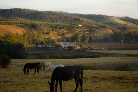 Casa Rural Asiento del Río Country House in Sierra de Cádiz