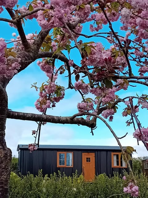 Carlingford Glamping Hut Apartment in Louth, Co. Louth, Ireland