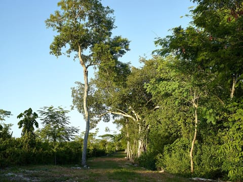 Reserva ecológica Santa Clara Nature lodge in State of Quintana Roo