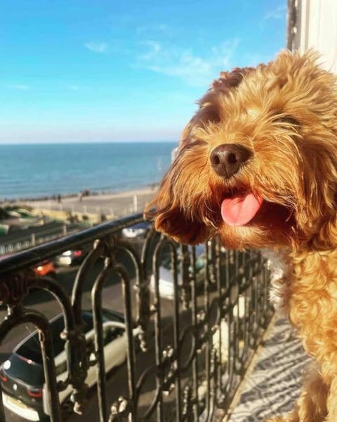 The Terrace At Westbrook - Pet friendly Apartment in Margate