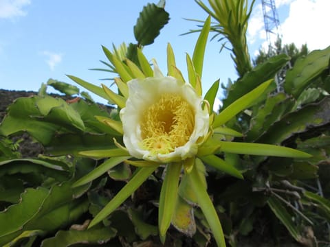 Pomelia Eigentumswohnung in Canneto