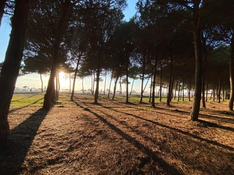 Pines Paradise at Blue Laguna Residence House in Tirana County, Albania