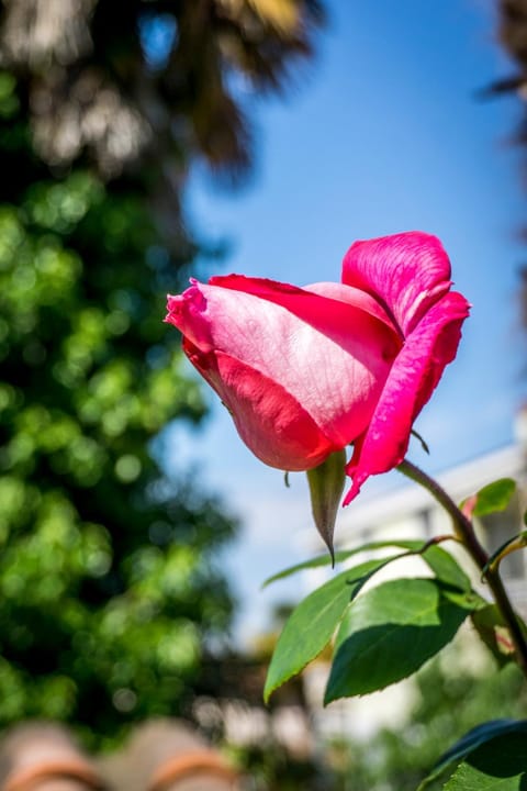 Holiday Home Sofia House in Poreč