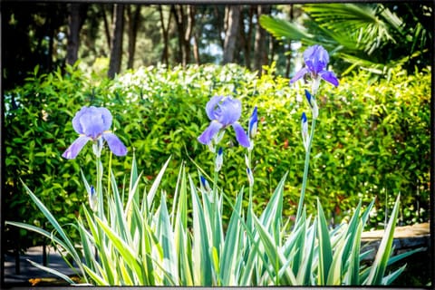 Holiday Home Sofia House in Poreč