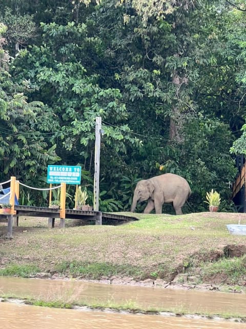 Borneo Jungle Adventure Nature lodge in Sabah