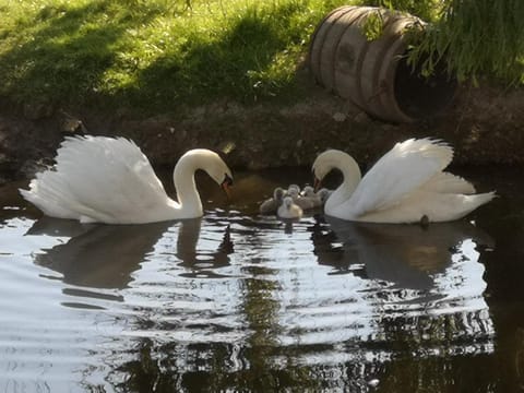 Animals, Pets, River view