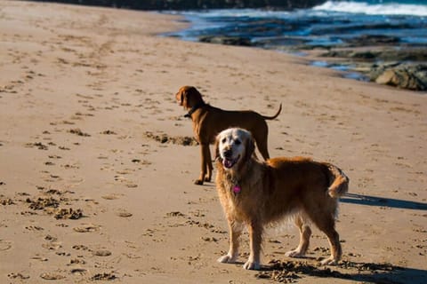 Bay Retreat Apollo Bay - Dog Friendly - Wifi House in Apollo Bay