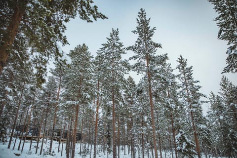 Invisible Forest Lodge Lodge nature in Rovaniemi