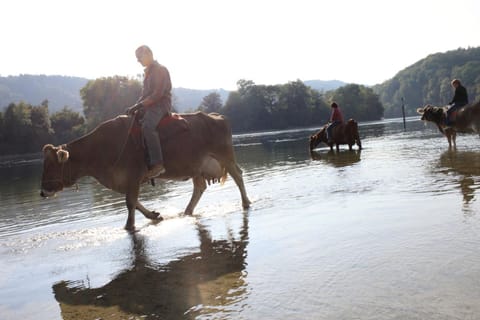 Horse-riding, On-site shops, Area and facilities