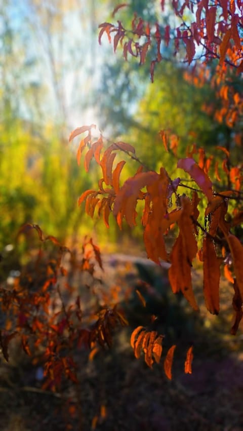 Garden, Autumn, Garden view