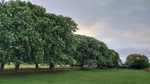 Spring, Day, Natural landscape