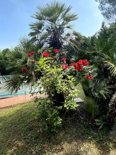 Garden, Swimming pool