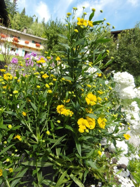 Haus Sonnenruh Apartment in Mittenwald