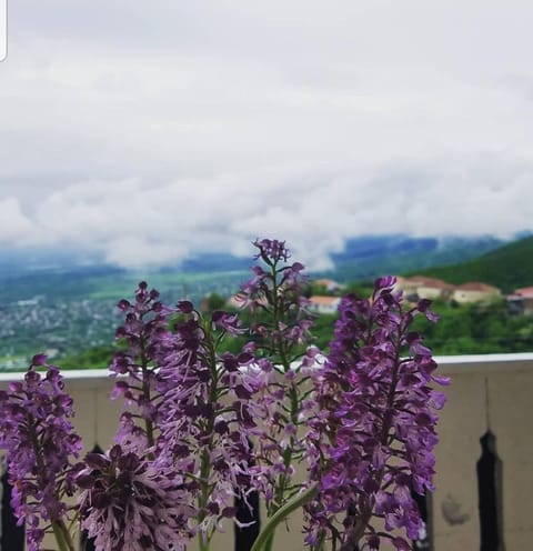 Natural landscape, Balcony/Terrace