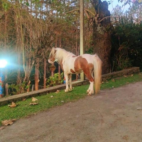 Chácara Sítio com Piscina Aquecida Fácil Acesso House in State of São Paulo