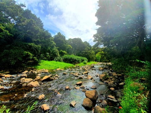 Natural landscape, River view