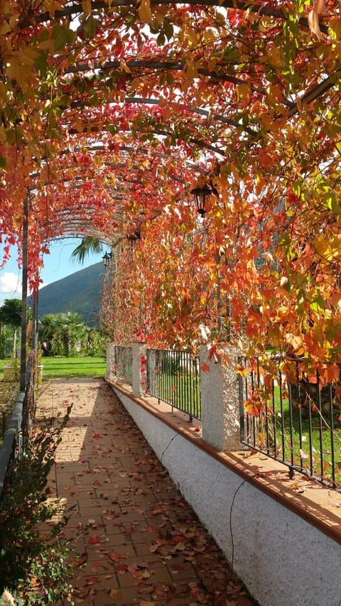 Natural landscape, Garden, Garden view, Mountain view