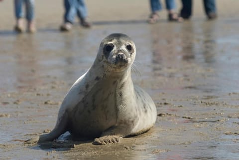 Beach, Animals