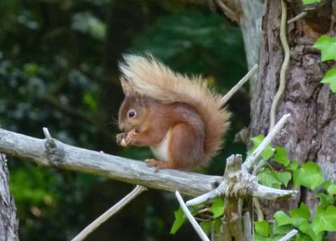 Nearby landmark, Garden, Animals, On site, Pets