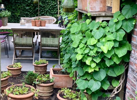 Verrassende ruime Stadswoning nabij station, centrum met unieke tuin. Villa in Venlo