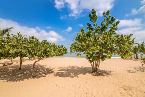 Day, Natural landscape, Beach