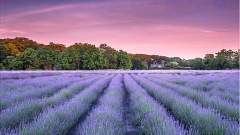 Lavender Fields Retreat: Nearby the Beach & Farms House in East Marion