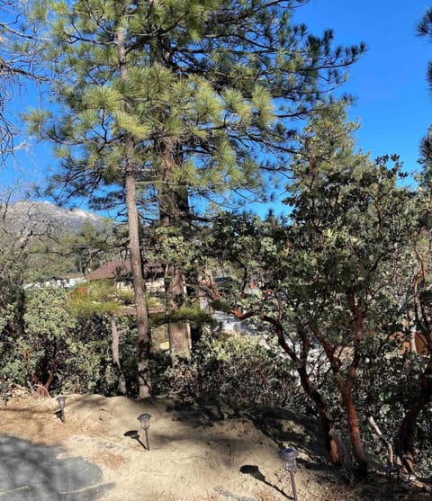 Blissfully Wild -with Hot Tub and pets are welcome Maison in Idyllwild-Pine Cove