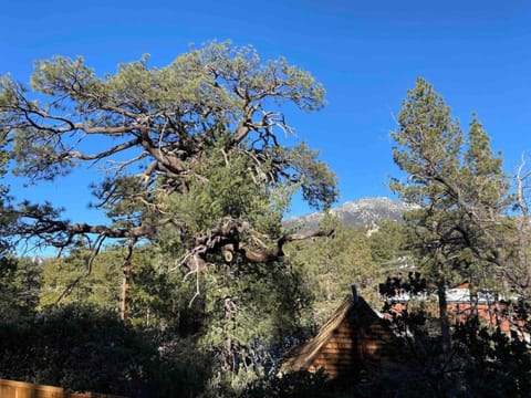 Blissfully Wild -with Hot Tub and pets are welcome Haus in Idyllwild-Pine Cove