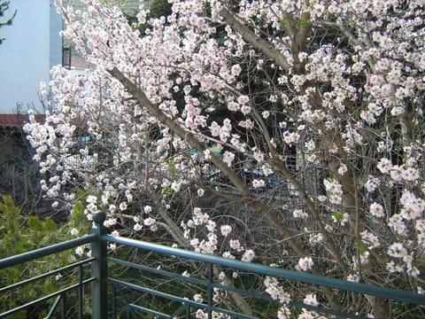 Spring, Garden, On site, Sunrise