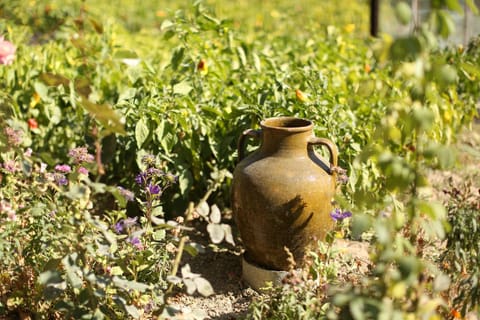 Garden view