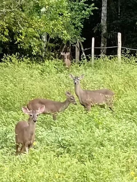 Deer House Cabuya Condo in Cobano