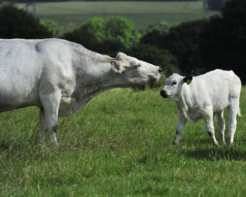 Luxury private FARM BARN, Airport, NEC House in Metropolitan Borough of Solihull