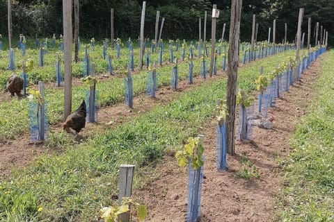 La Clef des Champs, gîte à la ferme au pied des vignes, Finistère sud ! House in Douarnenez