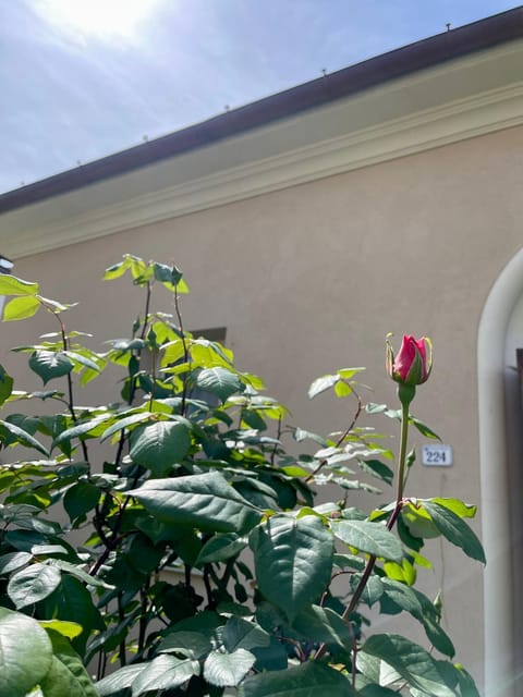 Spring, Day, Garden, Garden view