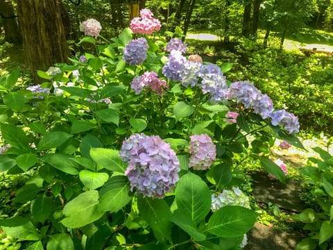 Natural landscape, Garden, Garden, Garden view